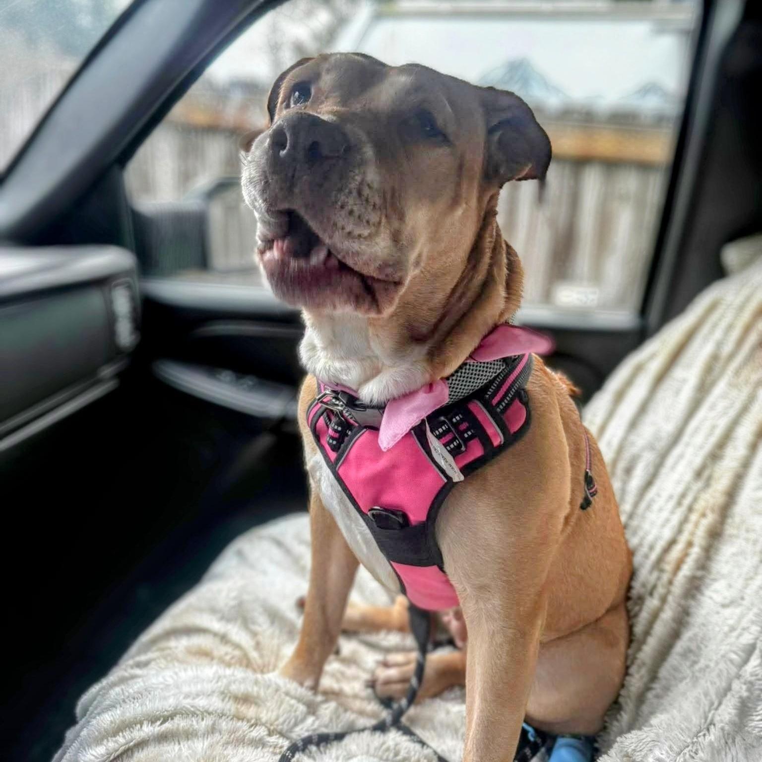 Sadie Sweet Survivor