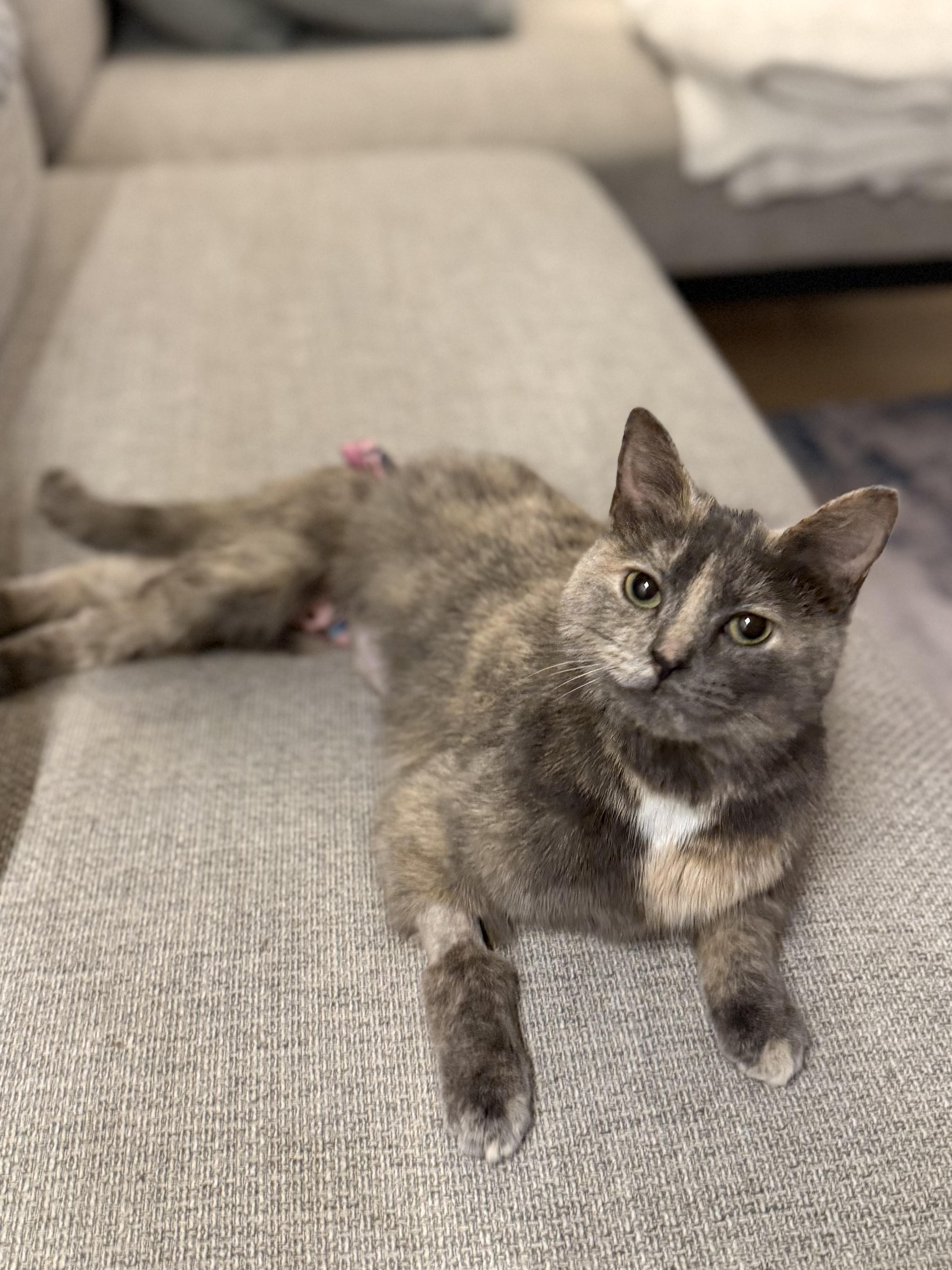 Gracie Differently Abled