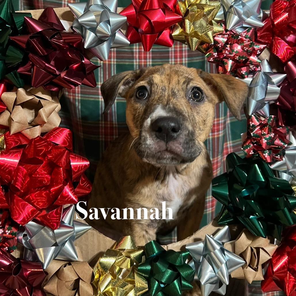 Savannah