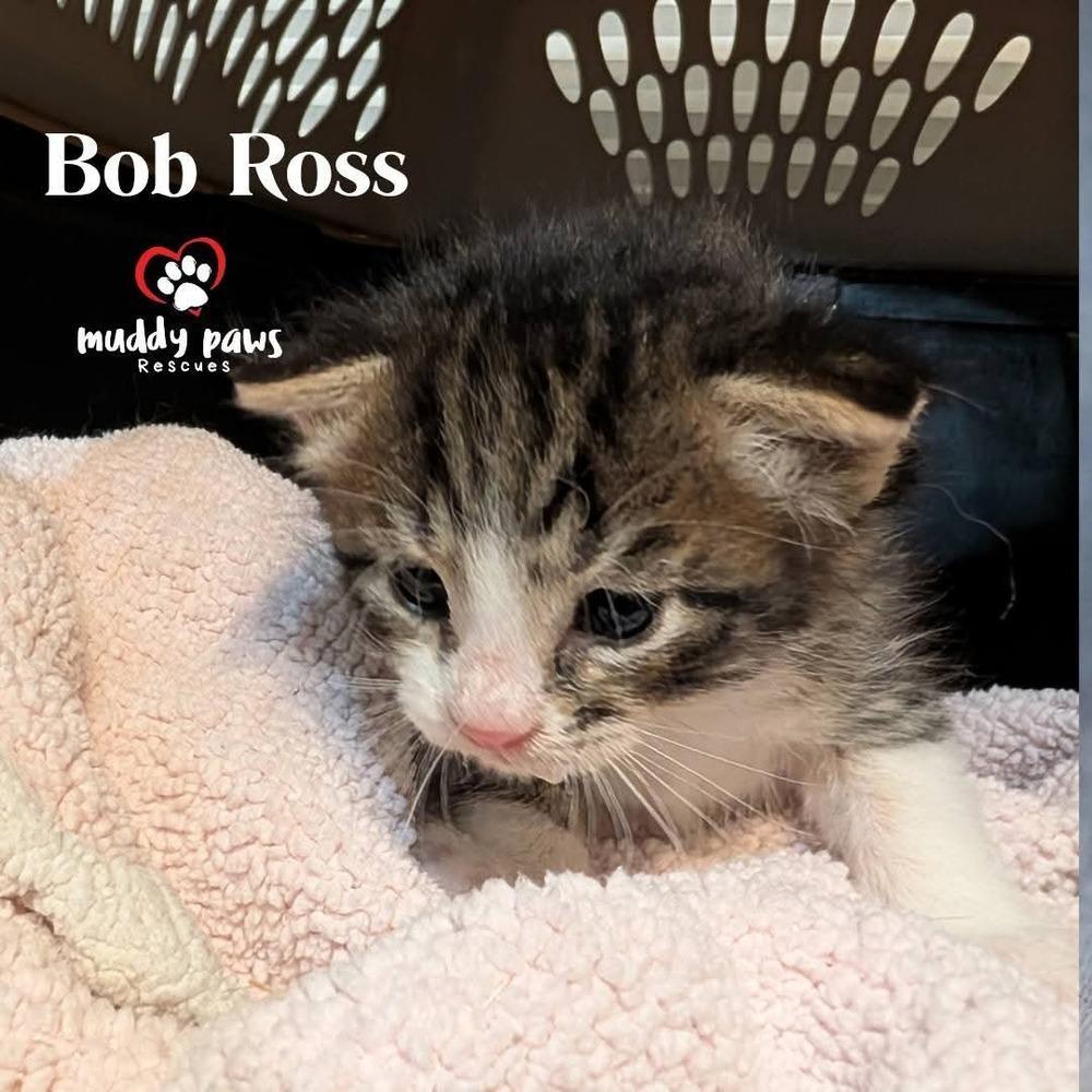 Brushstrokes Litter: