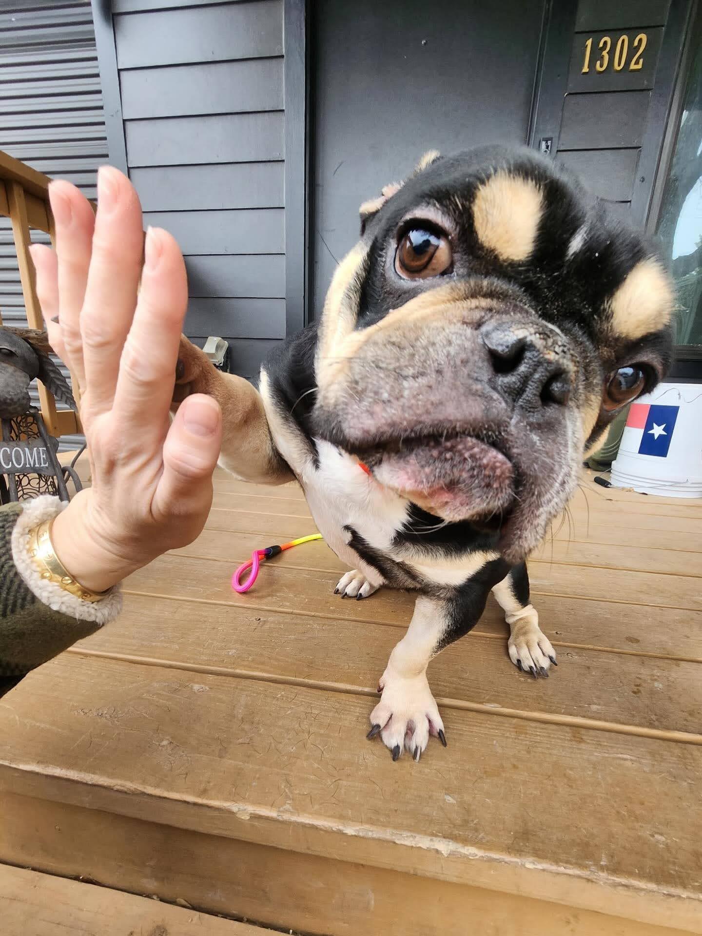 Margot "junkyard" Jelly Bean