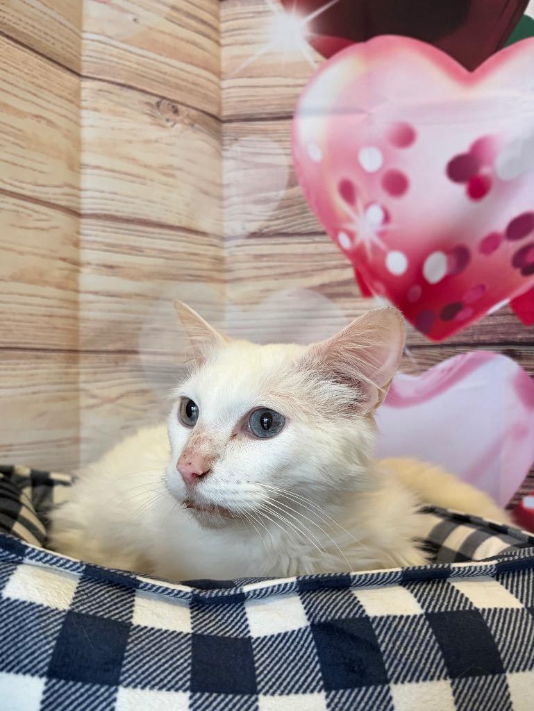 Snowball Sponsored By