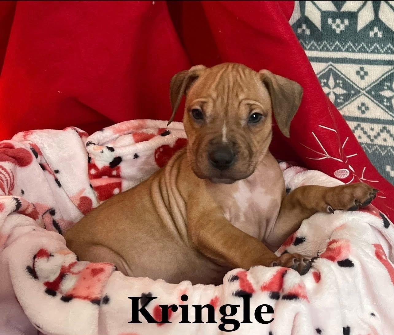 Kringle
