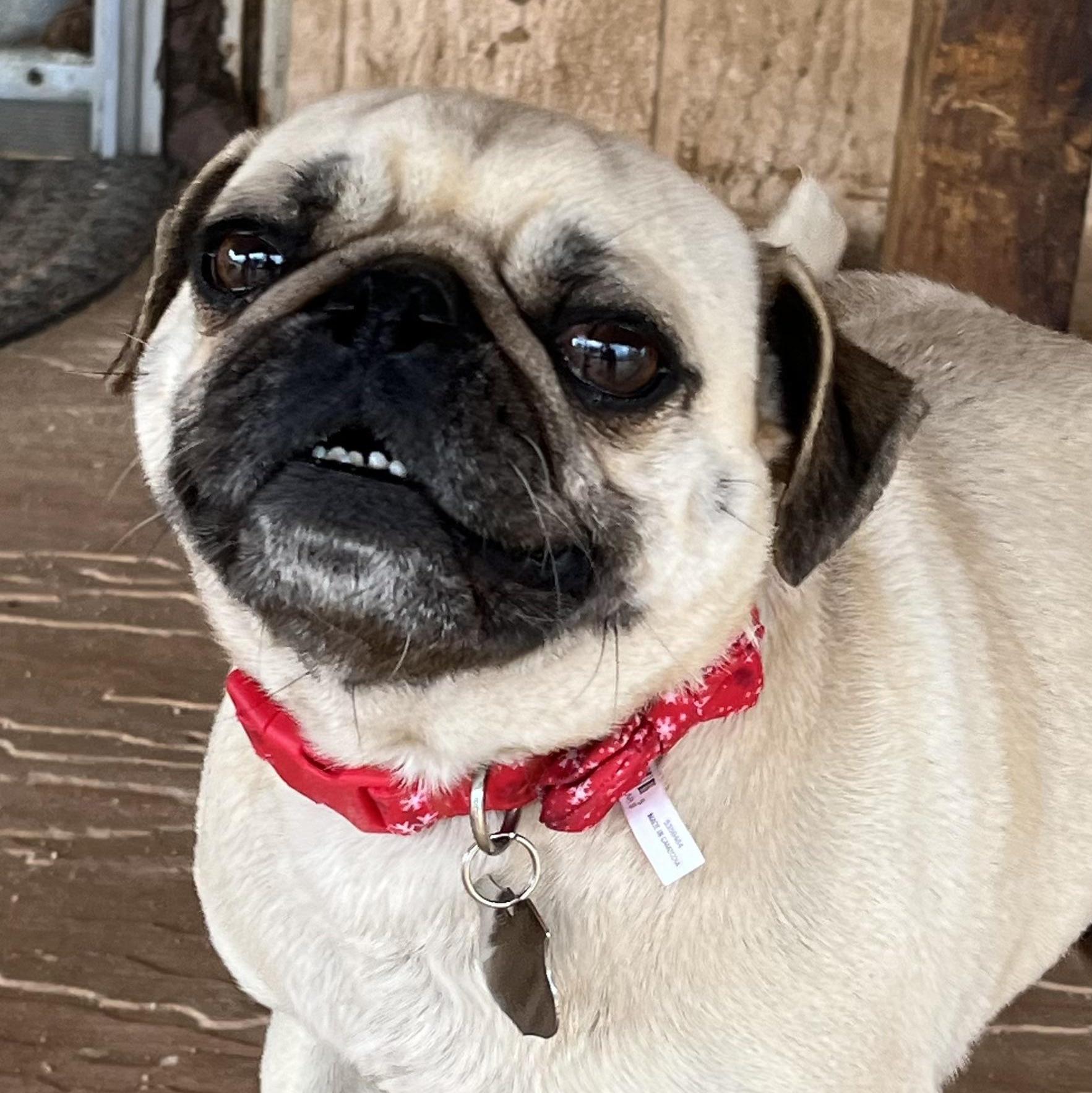 Ms. Jelly Belly Lollie