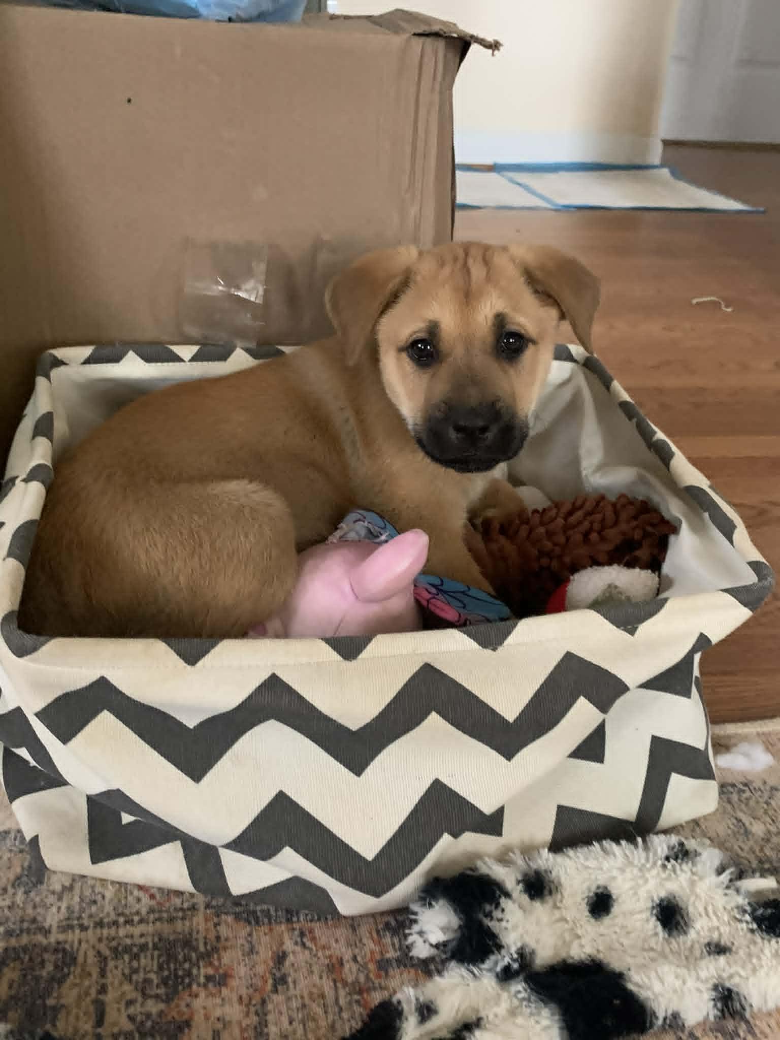 Gwennick Of Time Litter