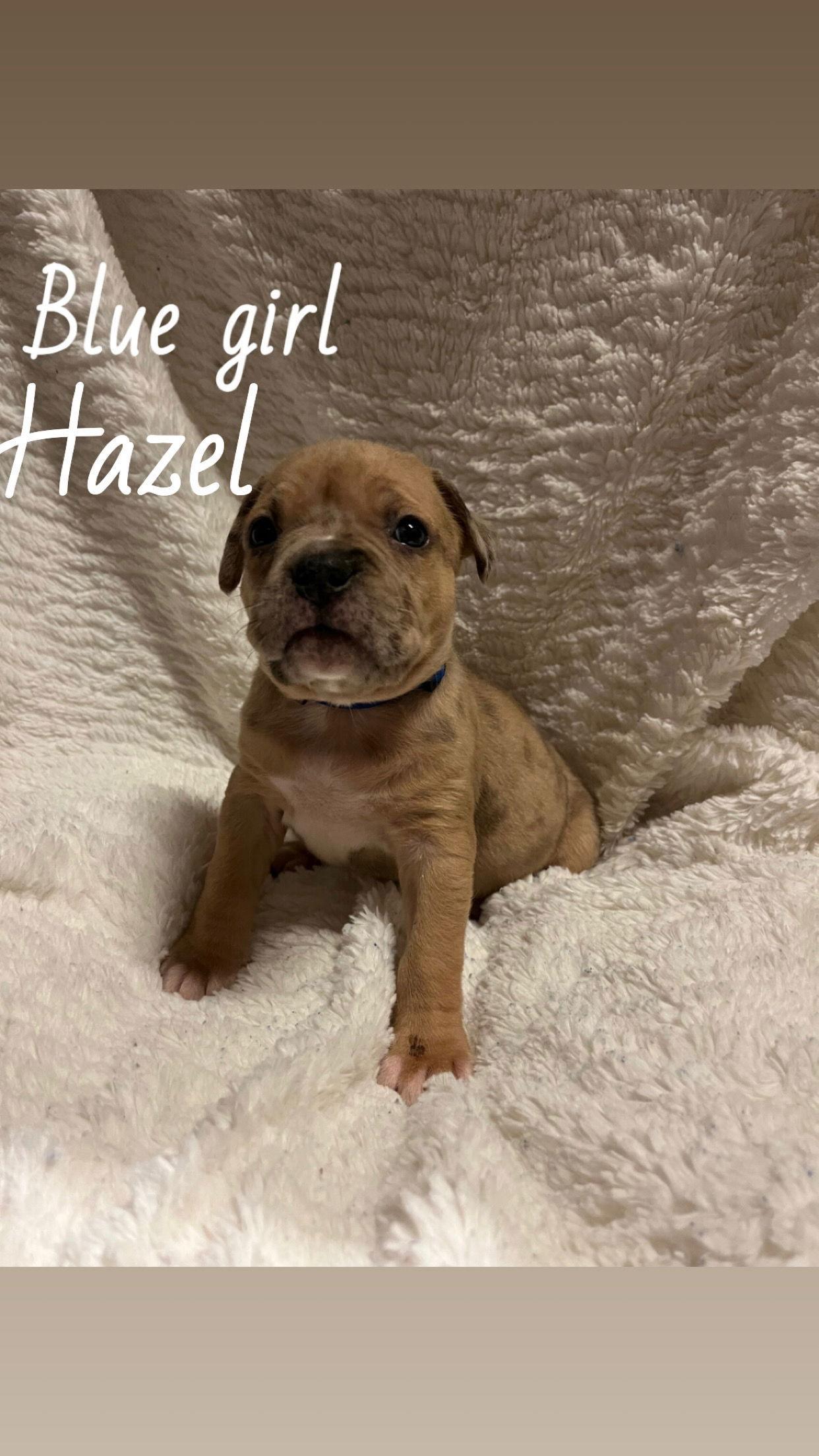Hazel The Loyaltree