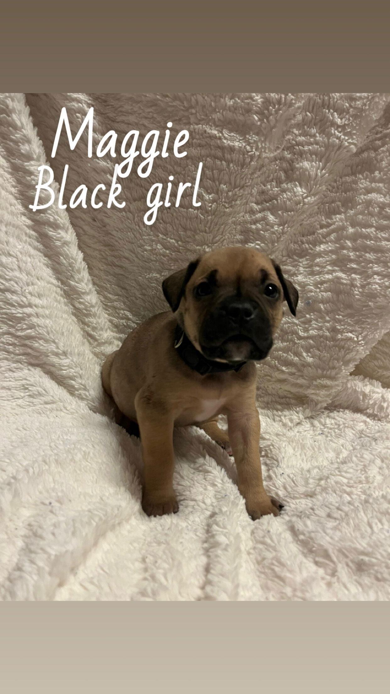 Maggie The Loyaltree