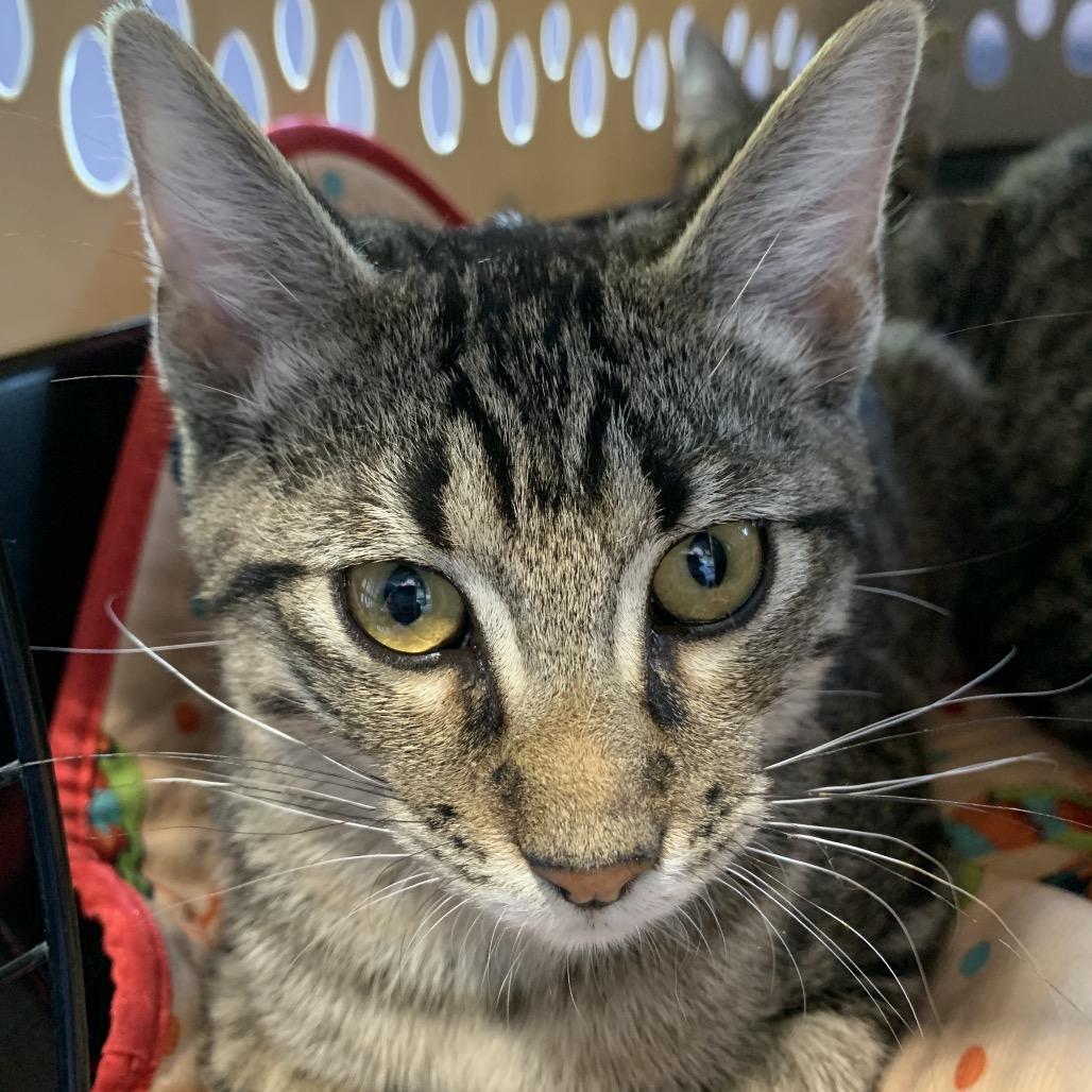 Jake From State Farm