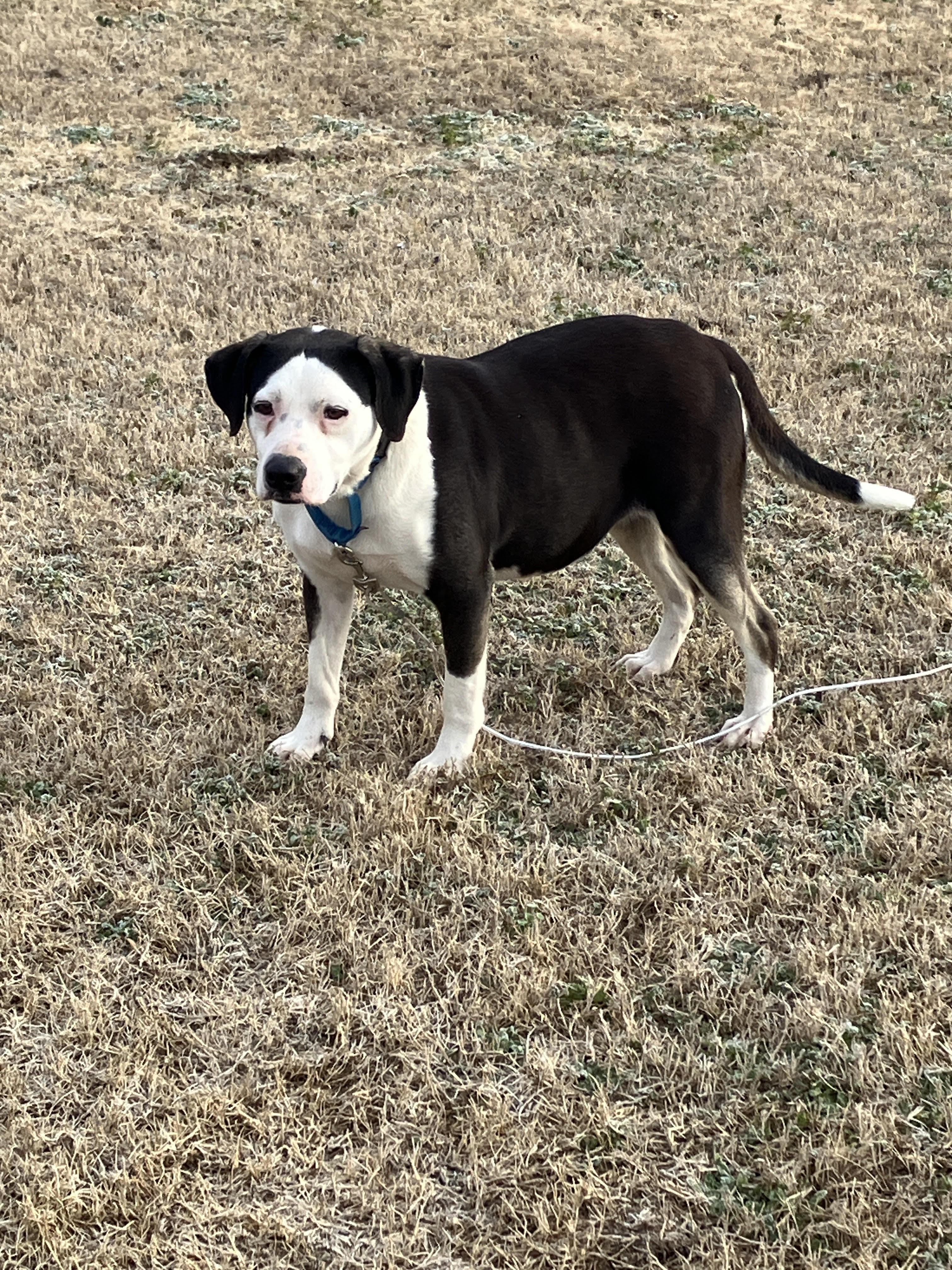 Roseblooming With Love