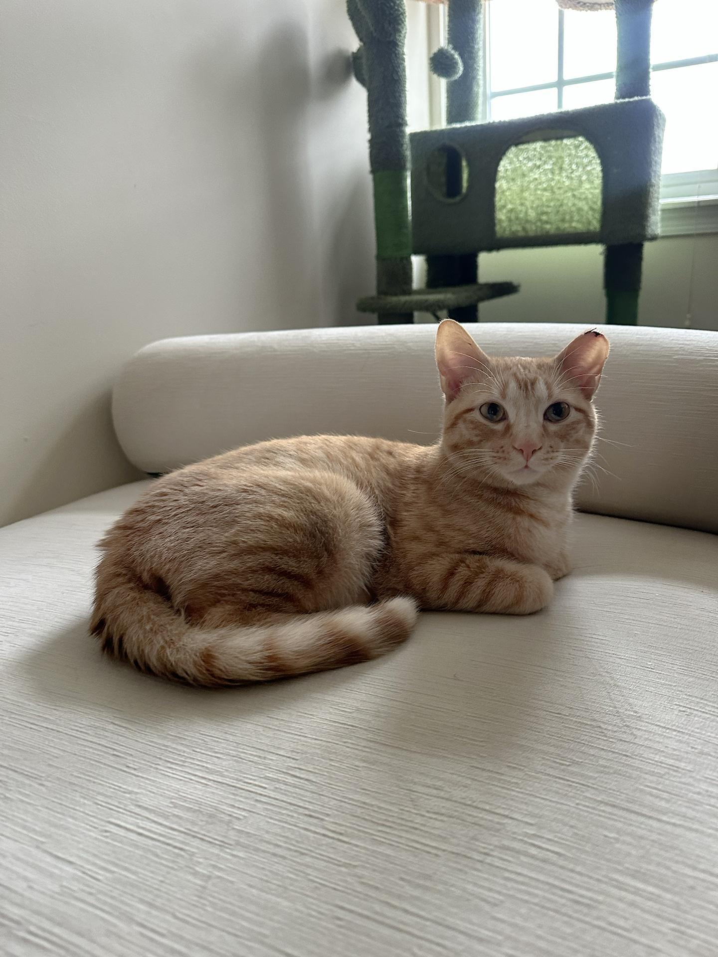 Peach Ring Reservoir