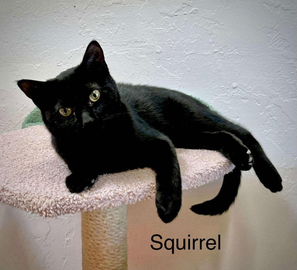 Squirrel