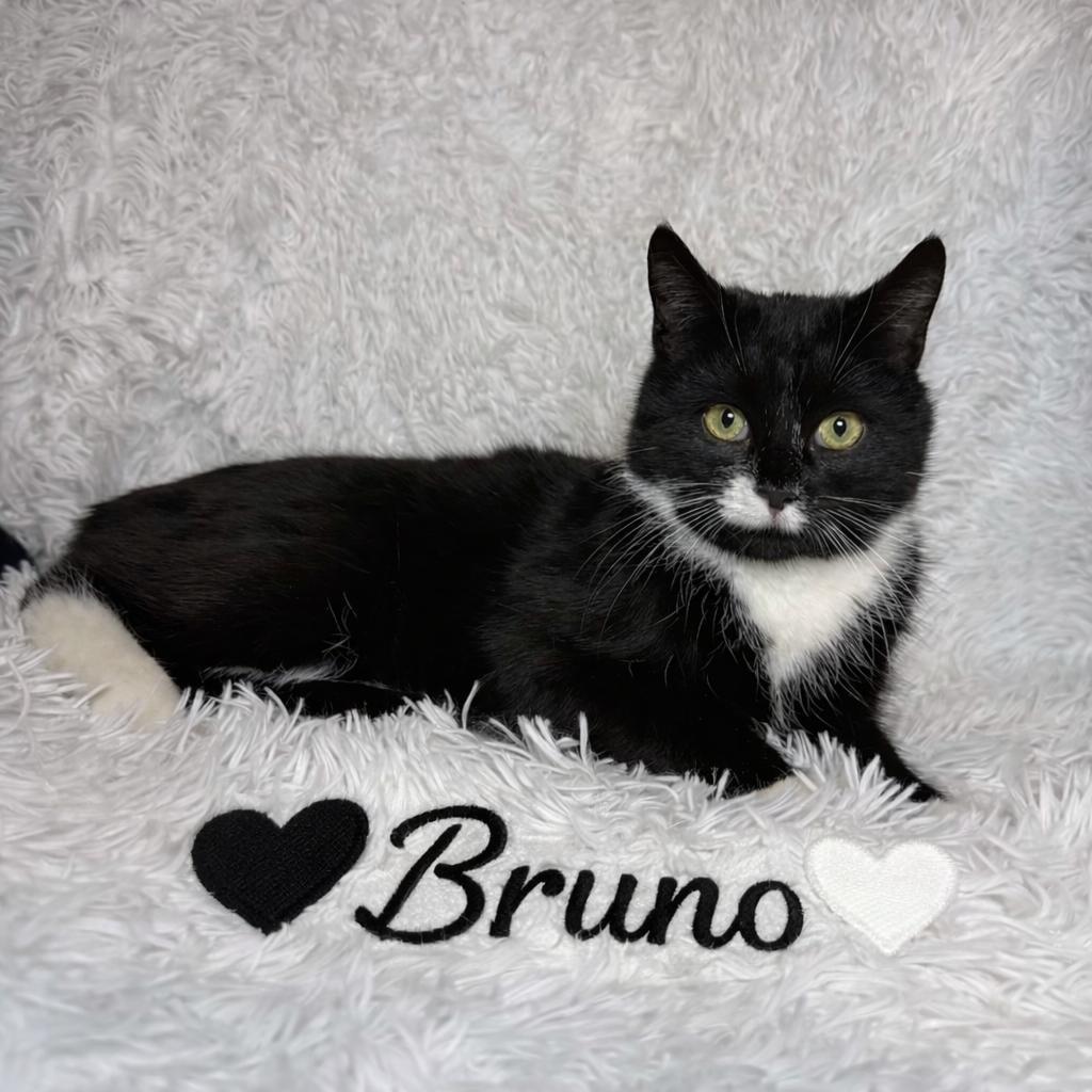 Bruno