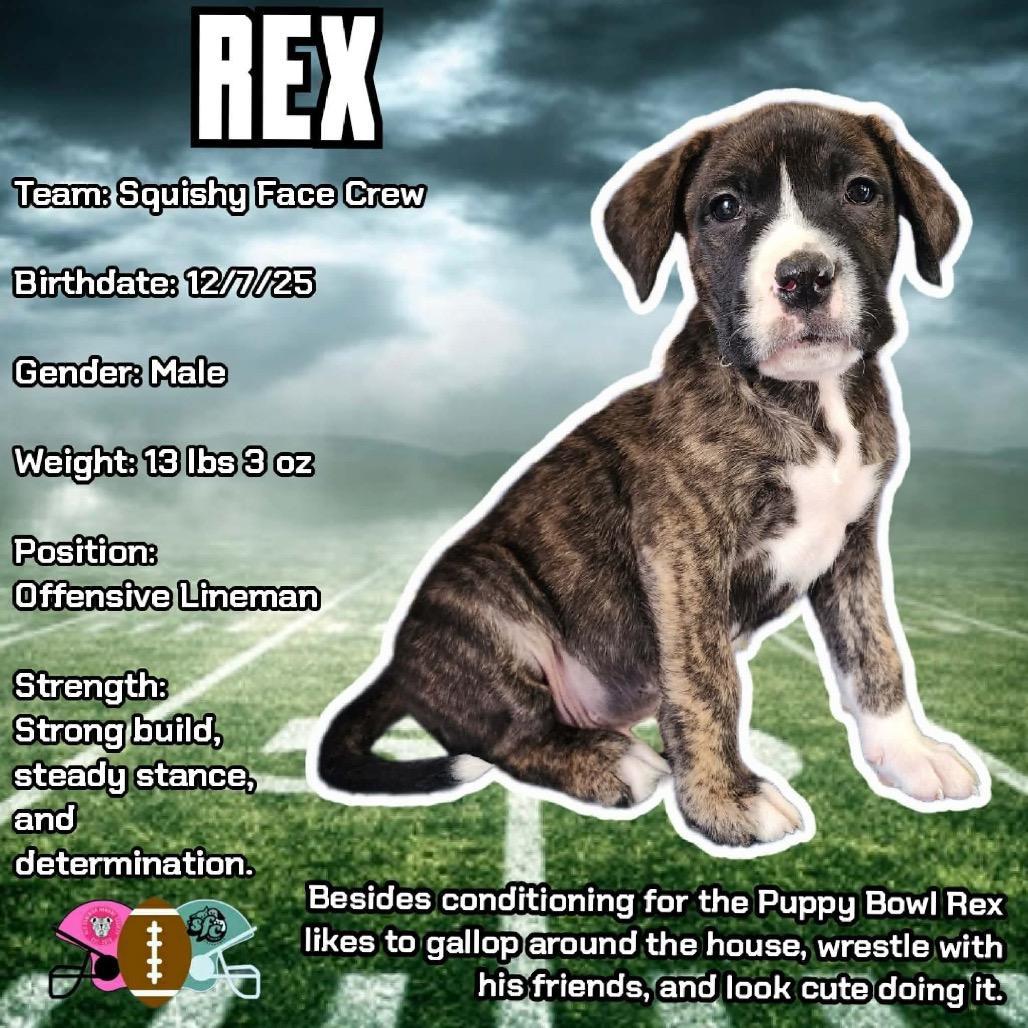 Rex
