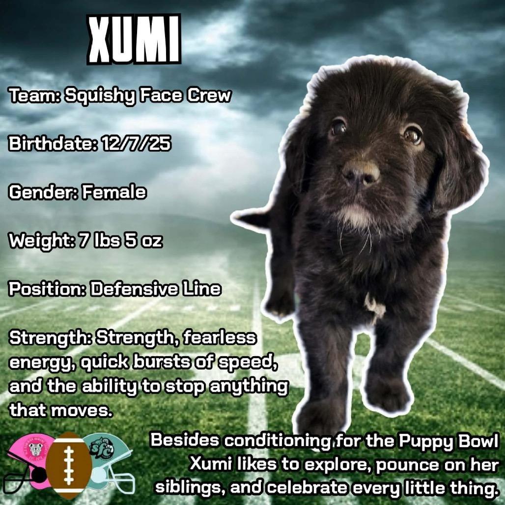 Xumi
