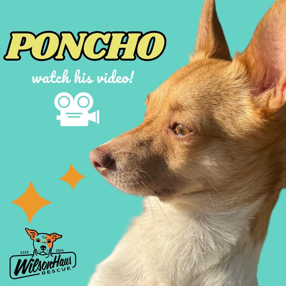 Poncho