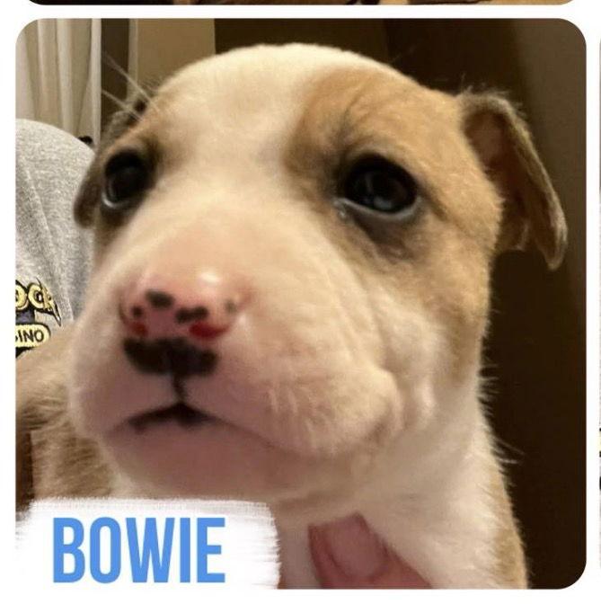 Bowie