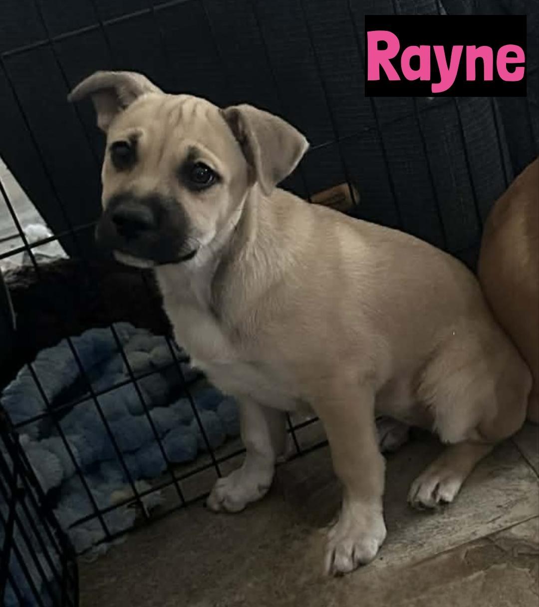 Rayne