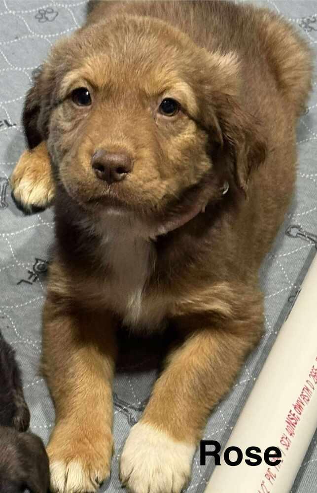 Puppy Love : Rose