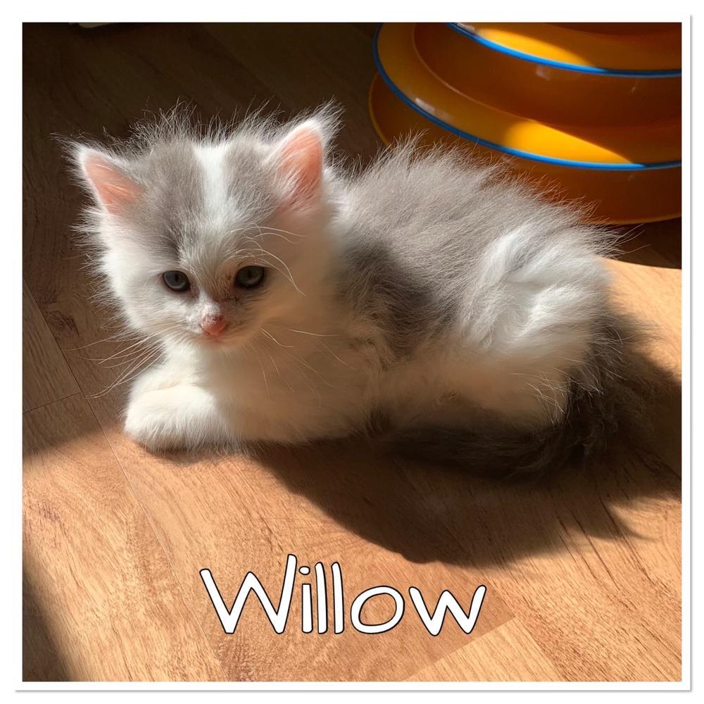Willow