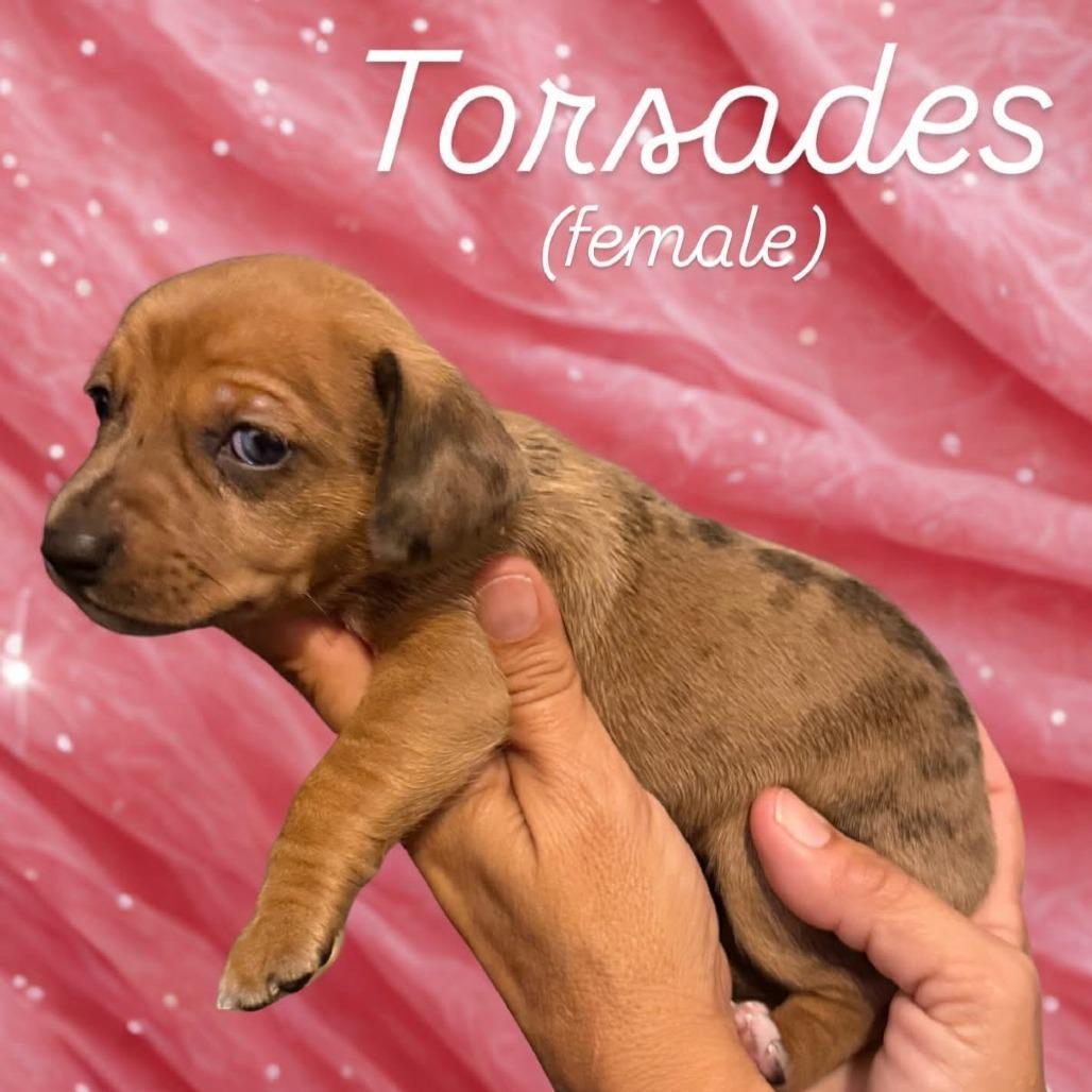 Torsades