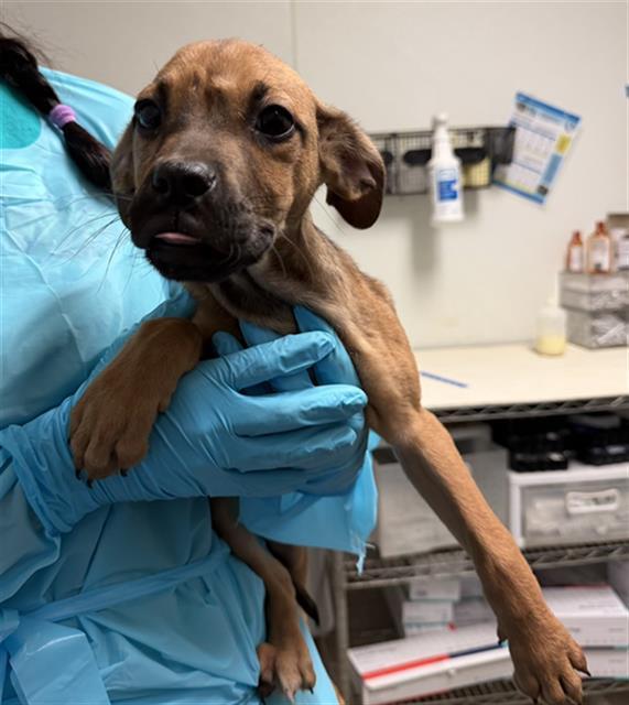 Max Mayfield Urgent!