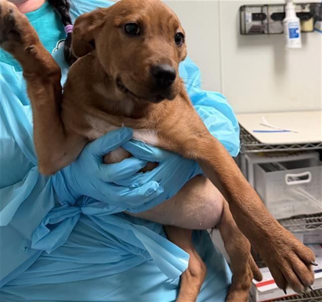 Nancy Wheeler Urgent!