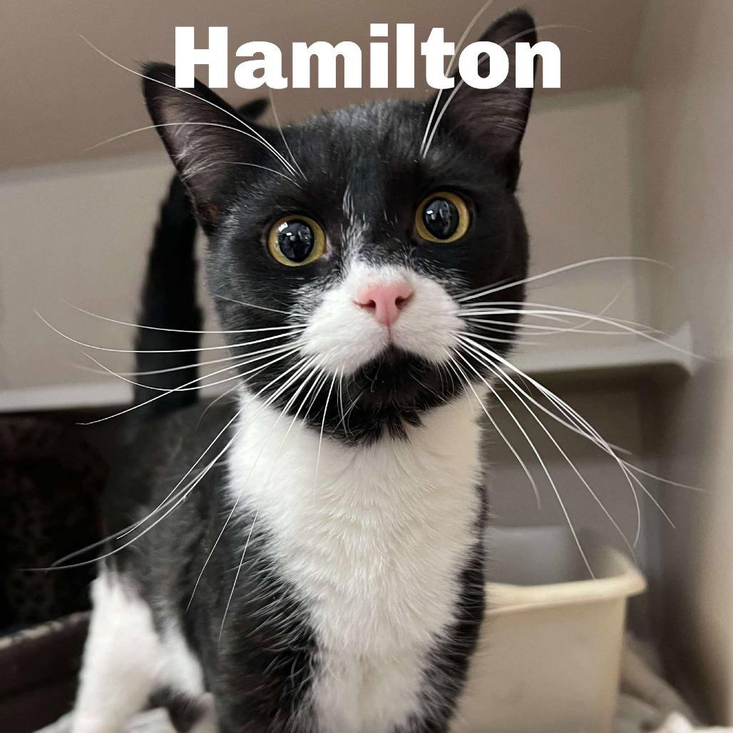 Hamilton