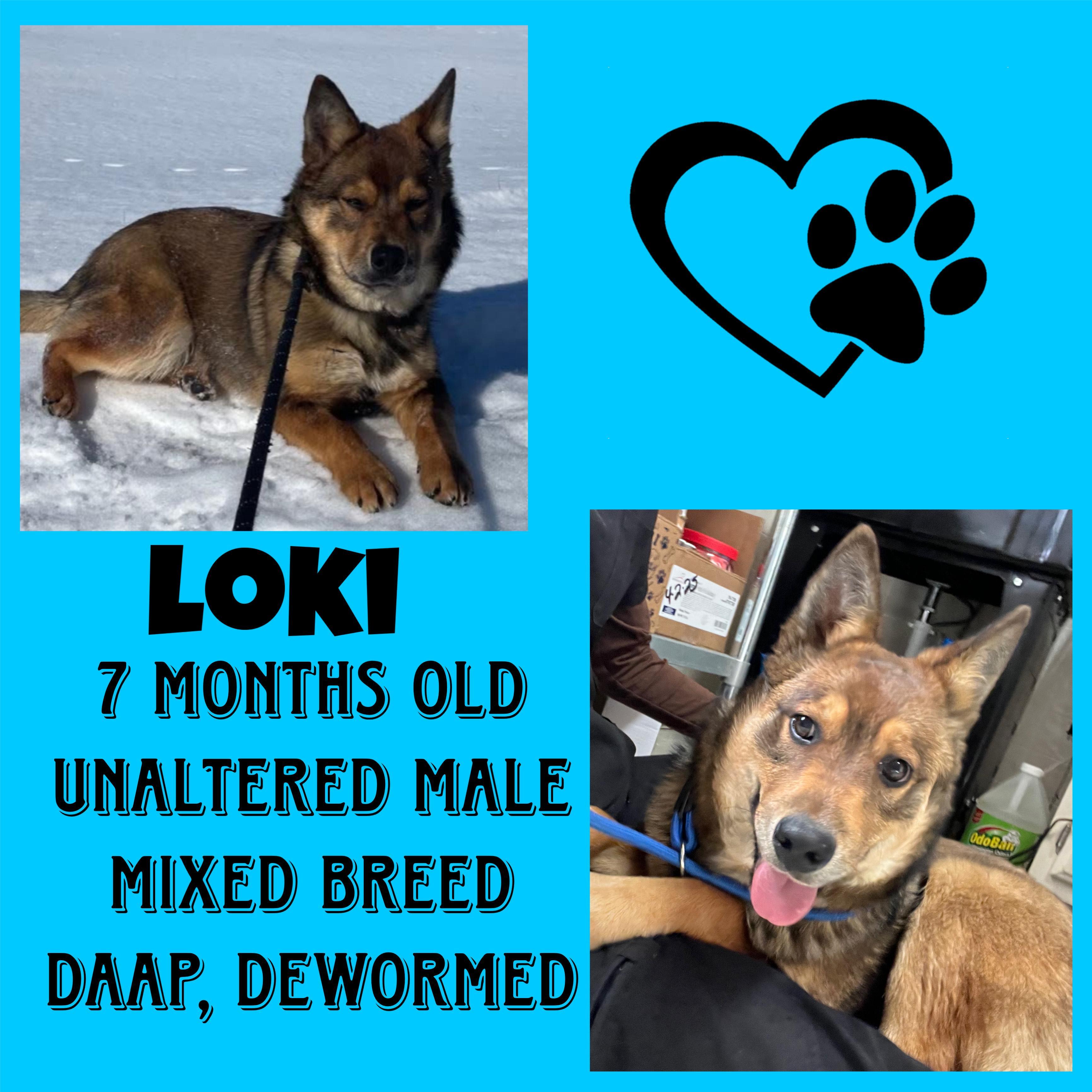Loki