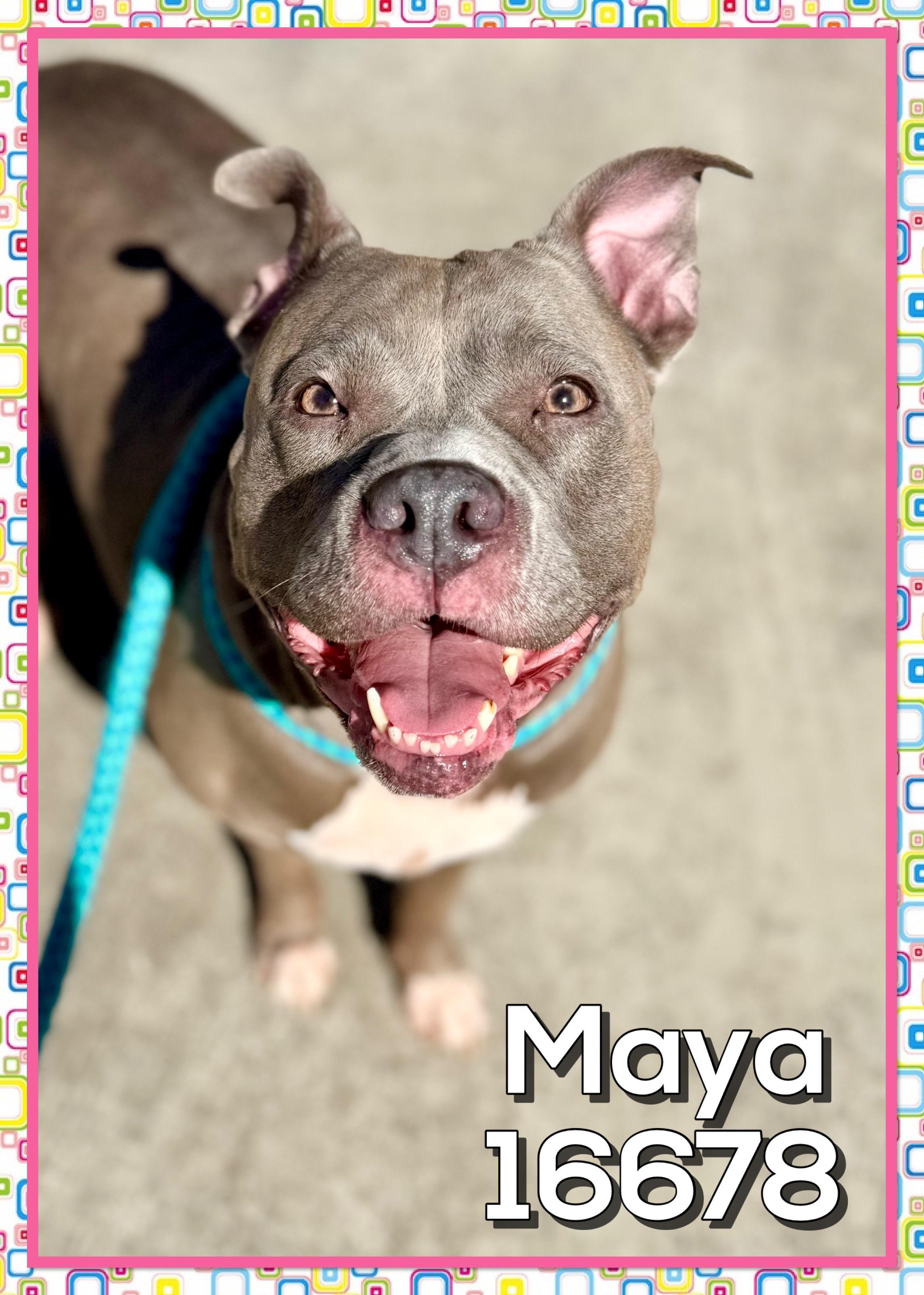 Maya