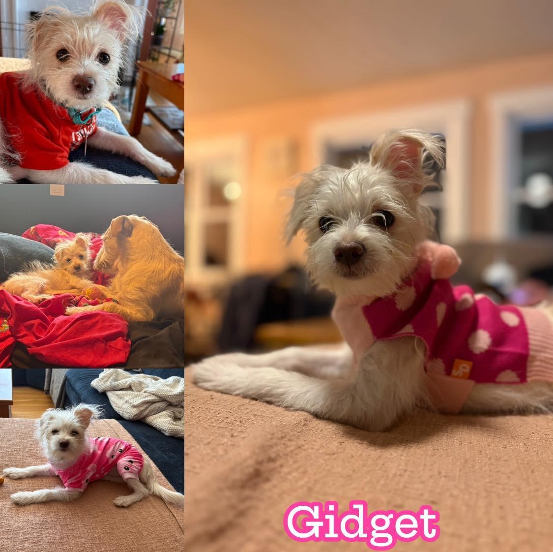 Gidget