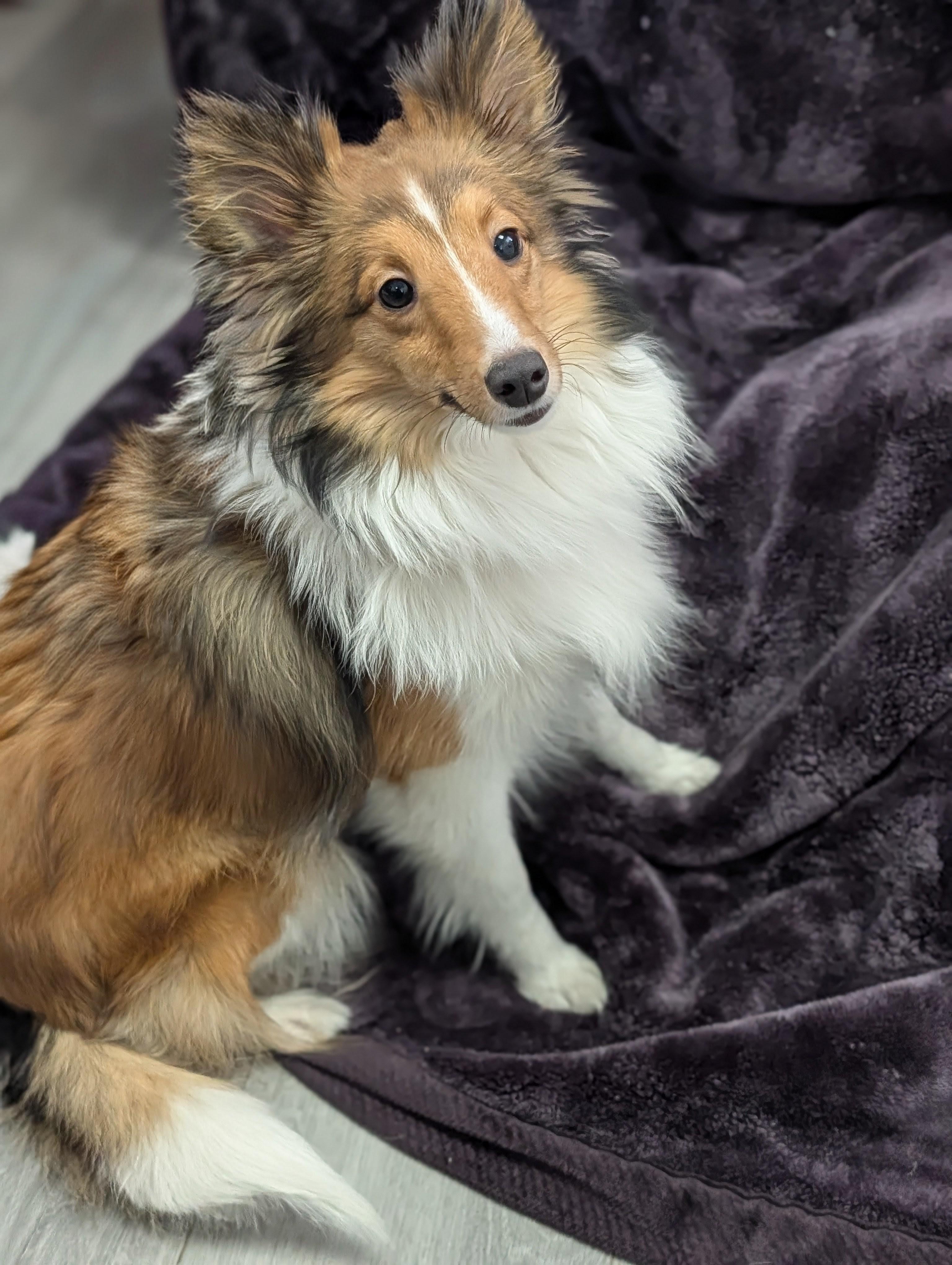 Shibu Bonded To Xena