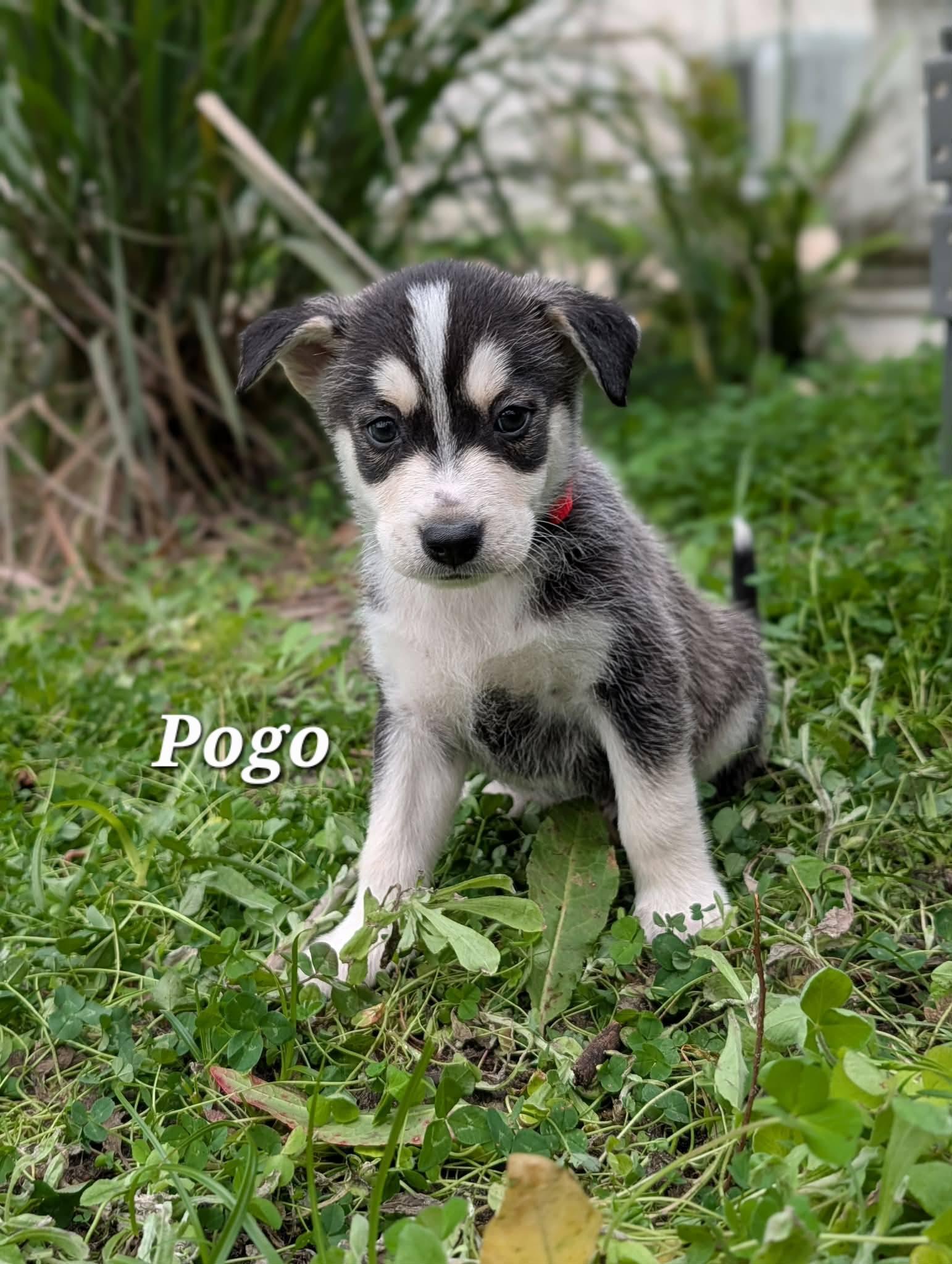 Pogo