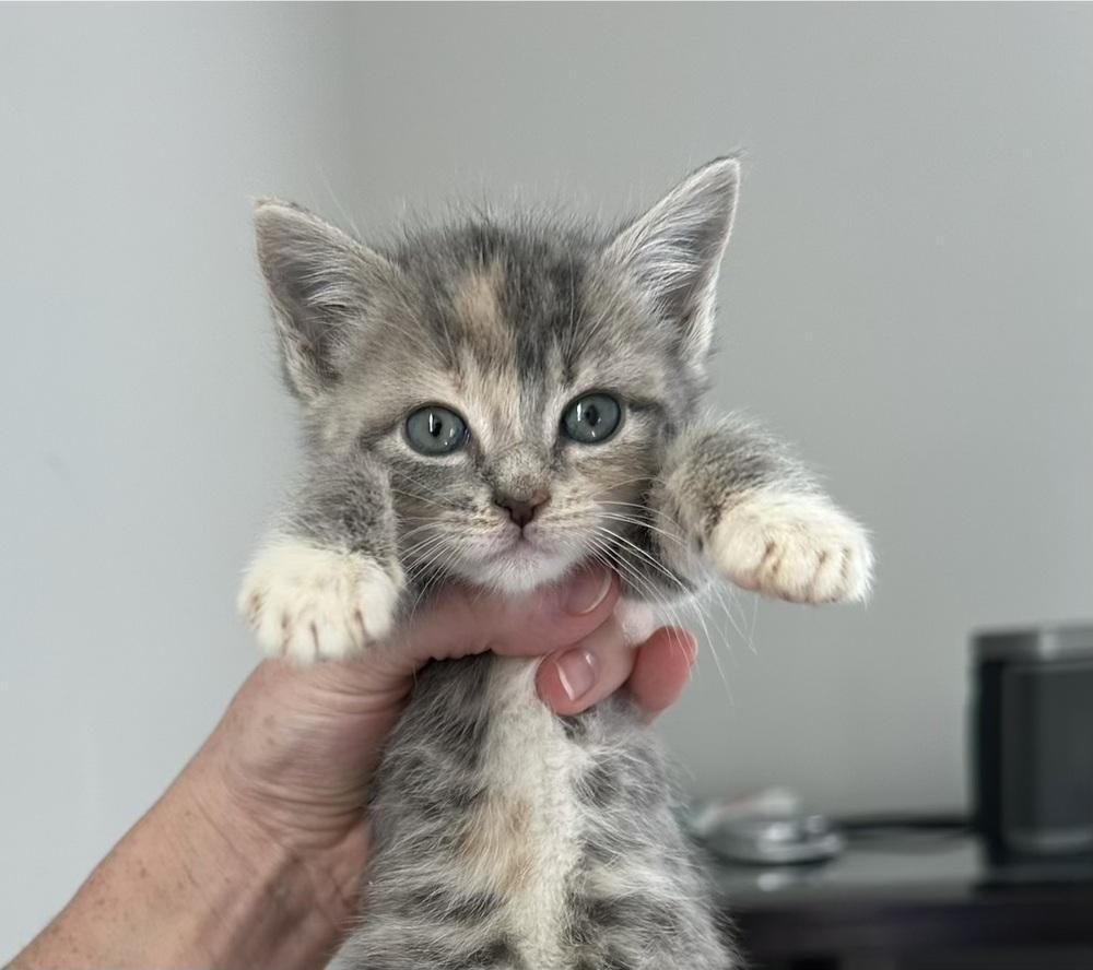 Gretchen Wienerslitter