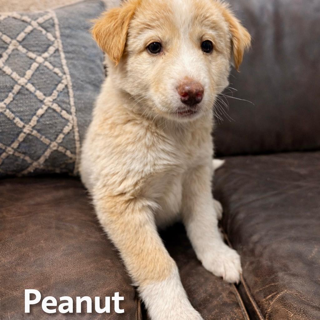 Peanut