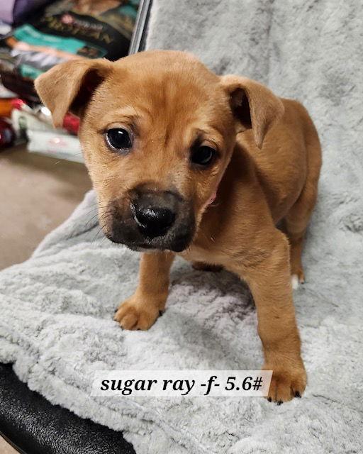 Sugar Ray