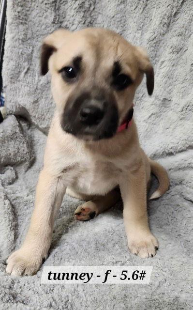 Tunney