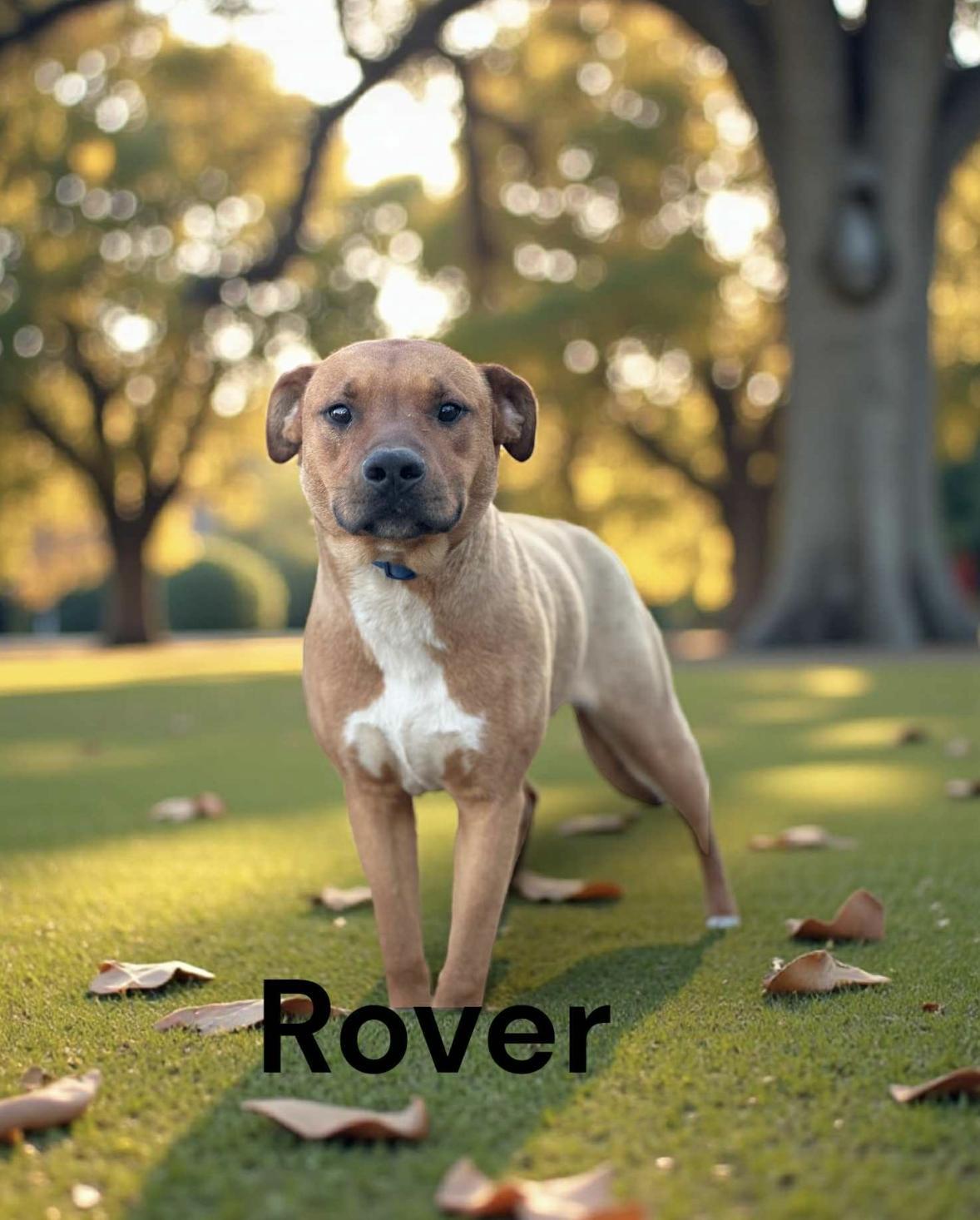 Rover