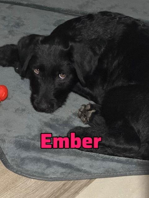 Ember