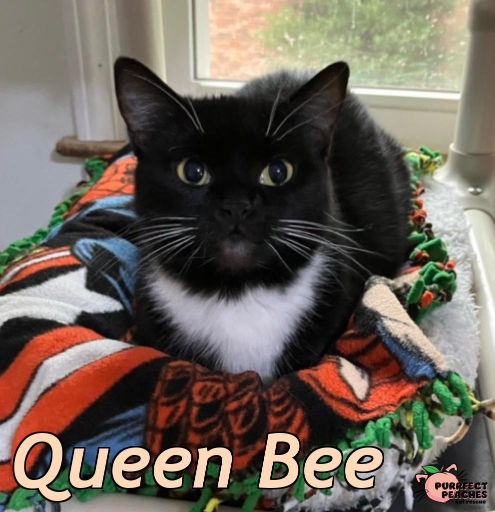 Queen Bee