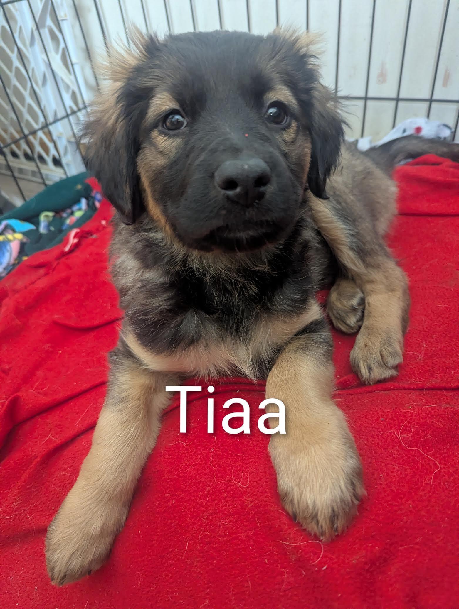 Tiaa