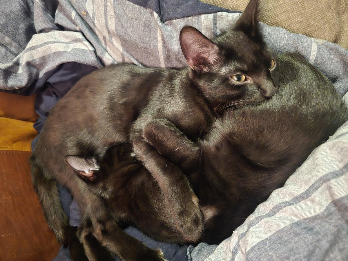 Lilly Honeybun Bonded With