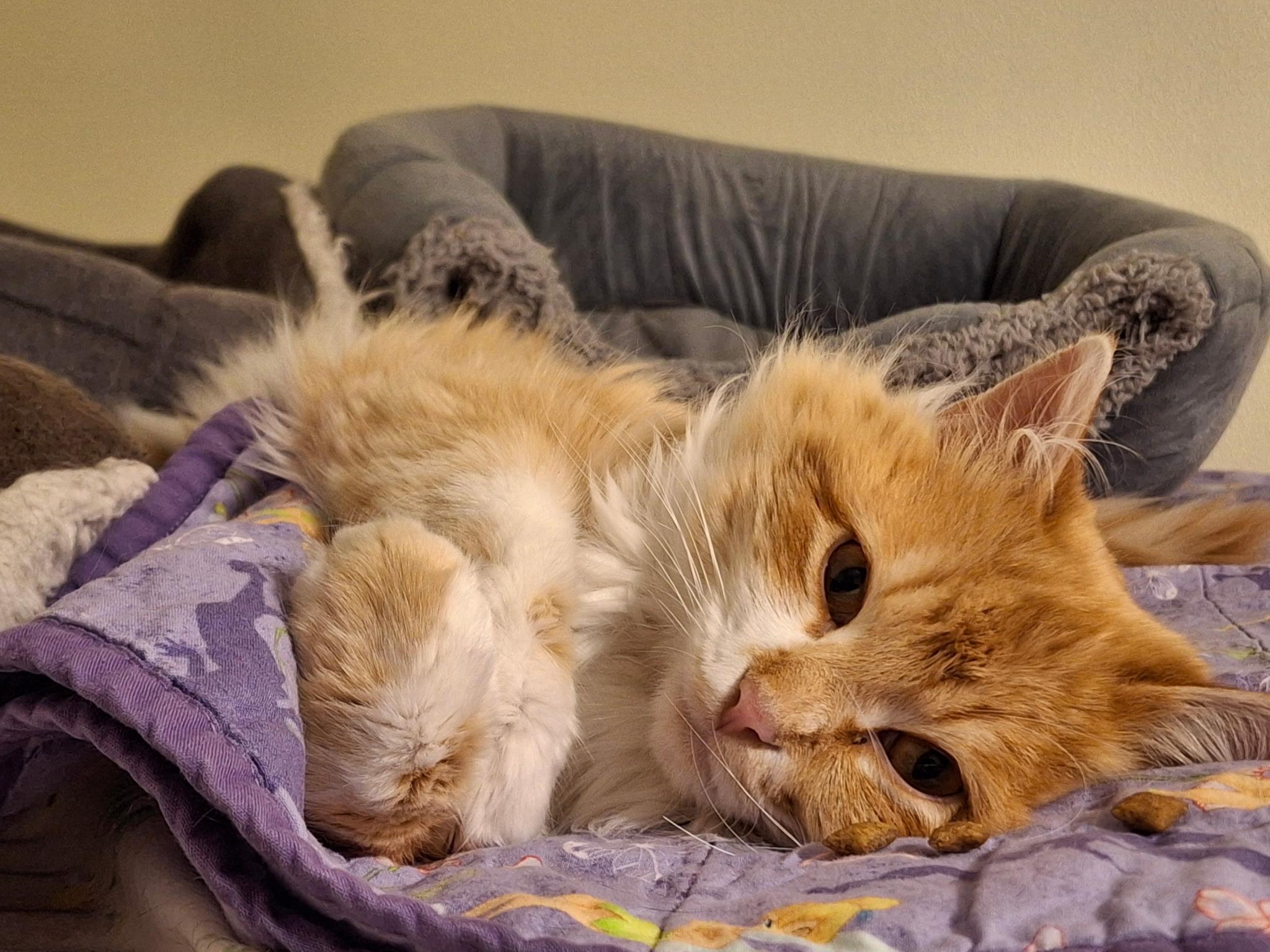 Hootenanny Dandybeard