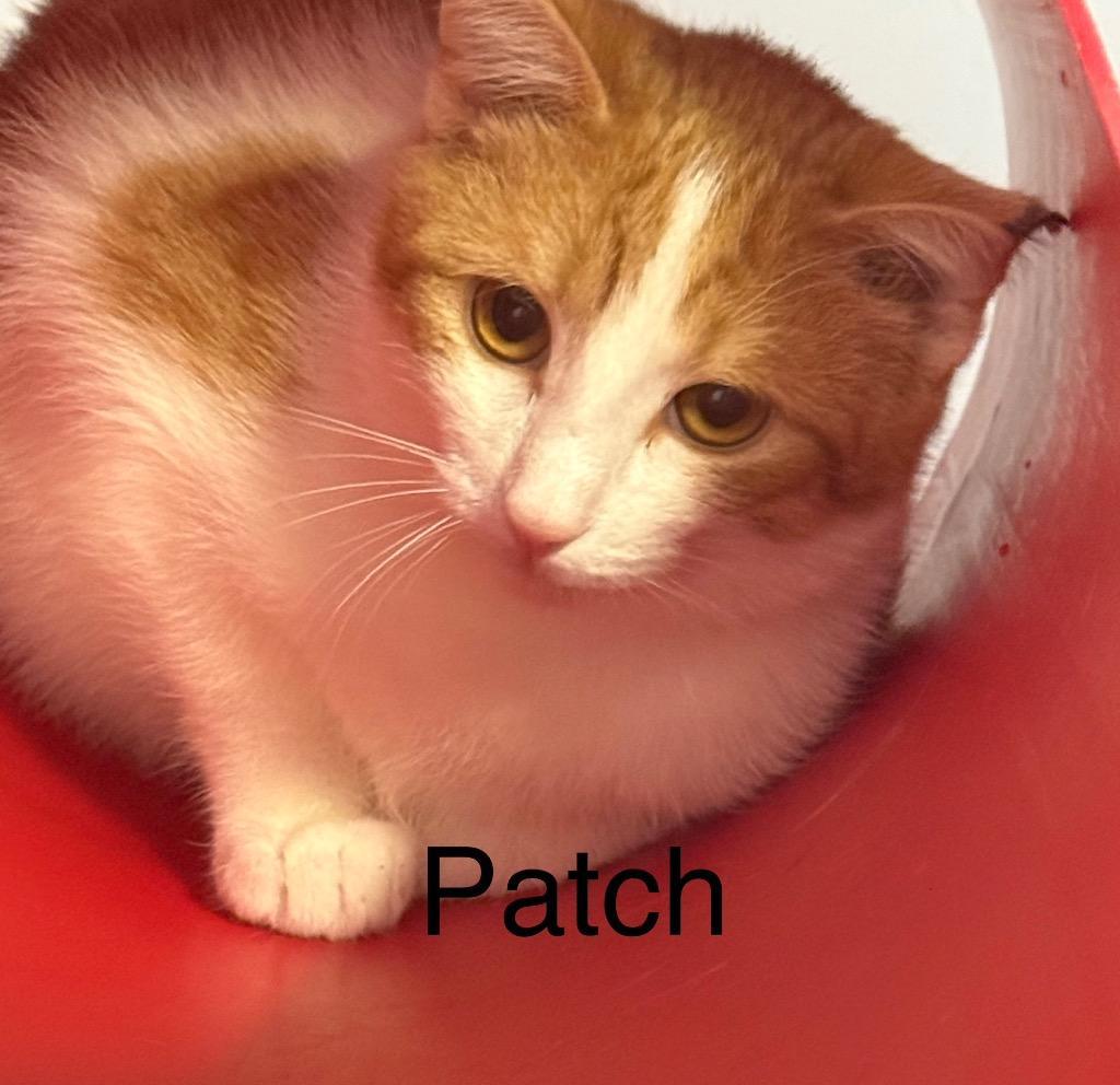 Patch