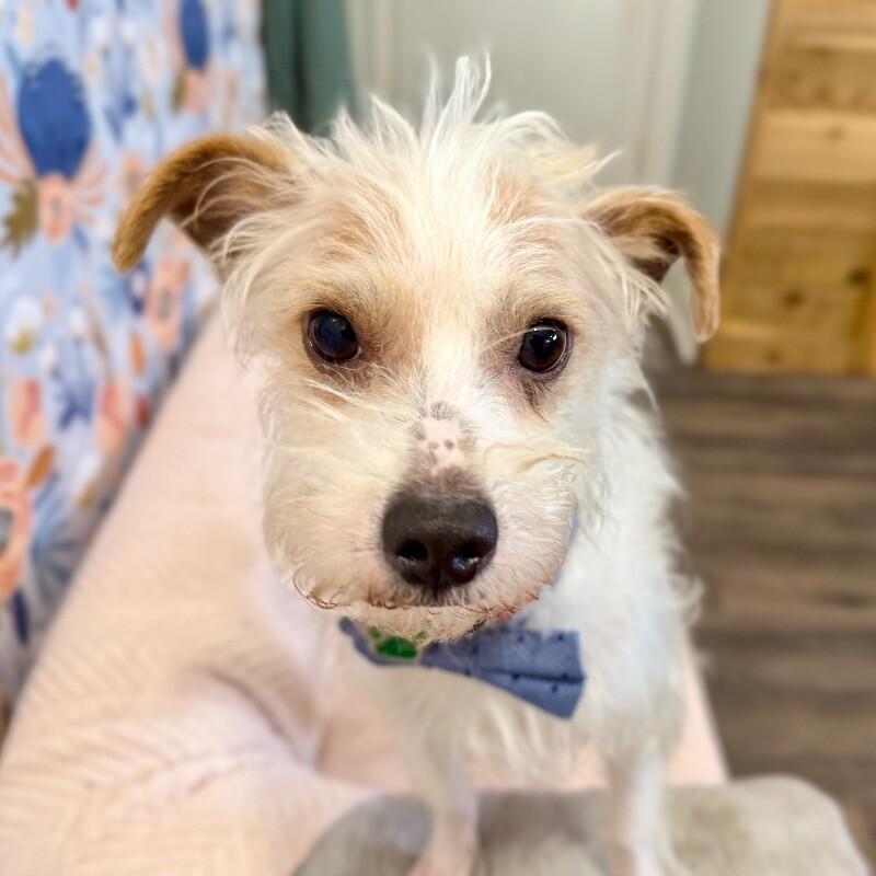 Peter Cottontail Pocket Gentleman