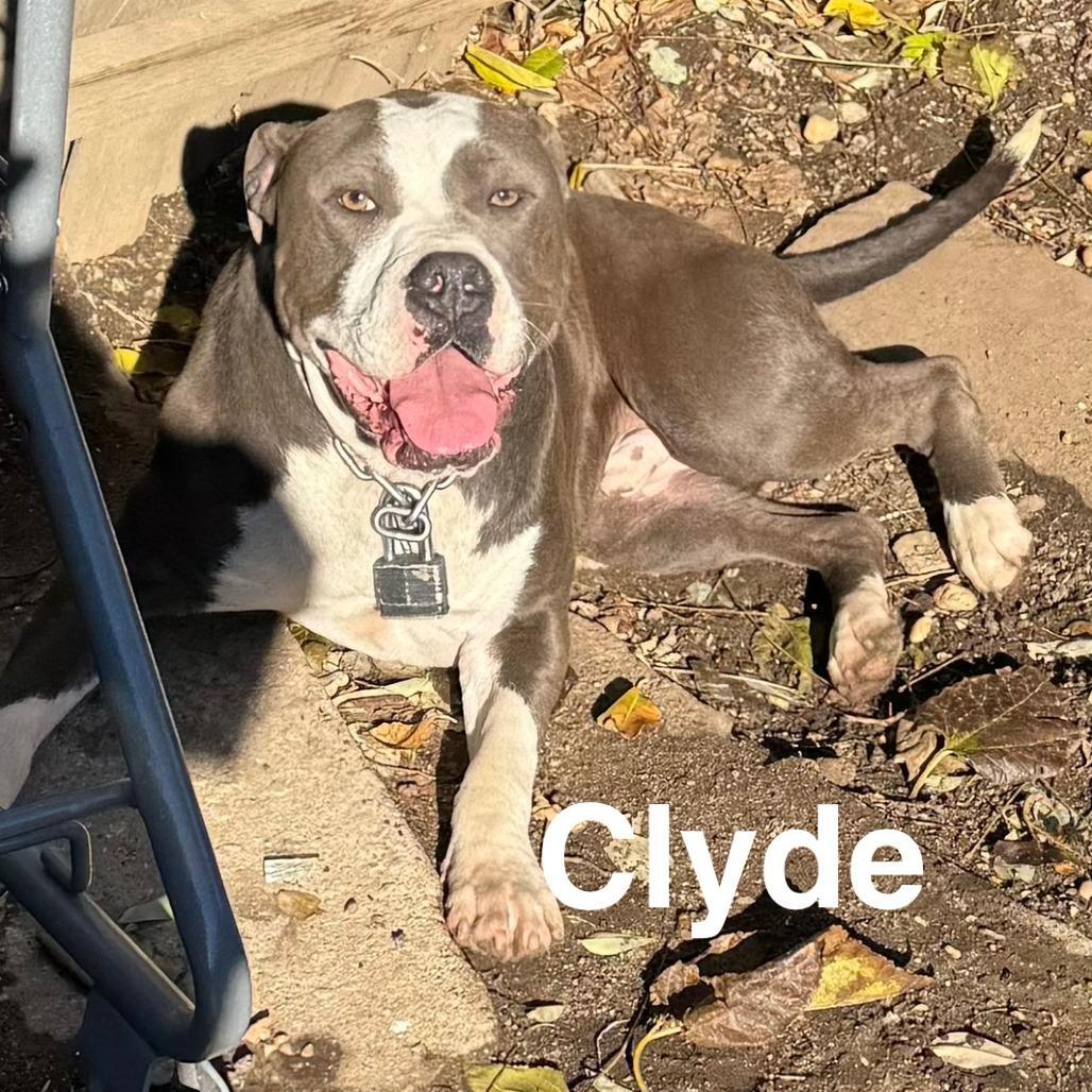 Clyde