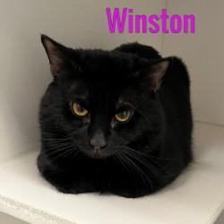 Winston