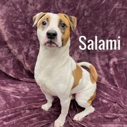 Salami