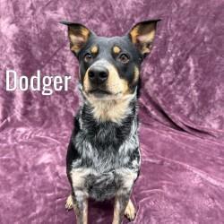 Dodger