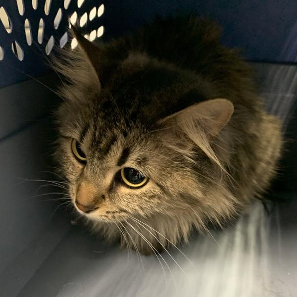 Sadie Bonded Buddies