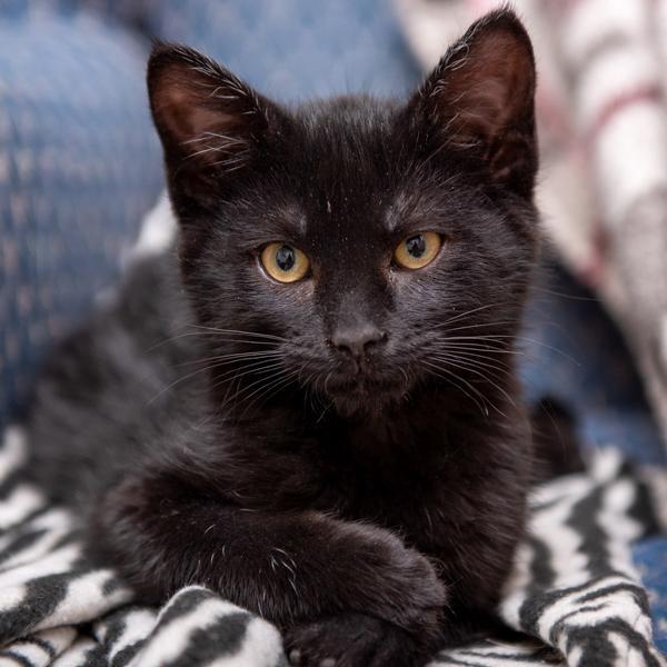 Stockington Bonded Buddy